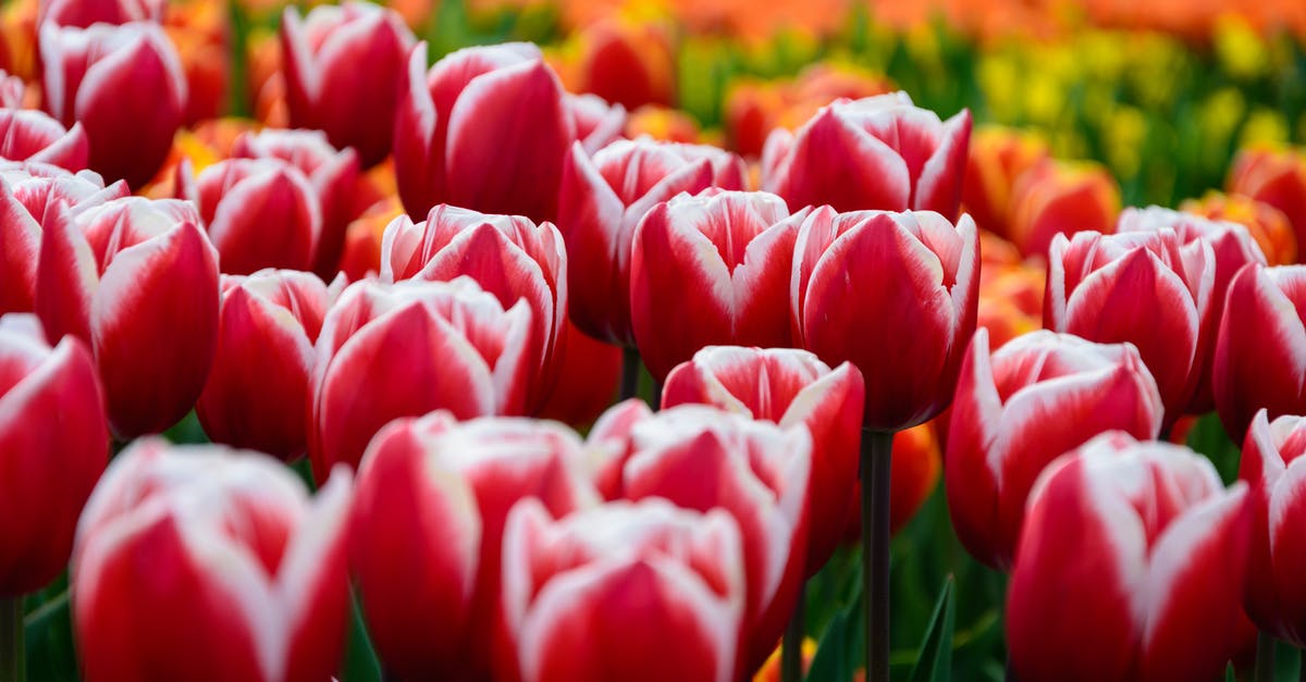 Tulip Garden to visit on End of June Amsterdam - Red Tulips Field