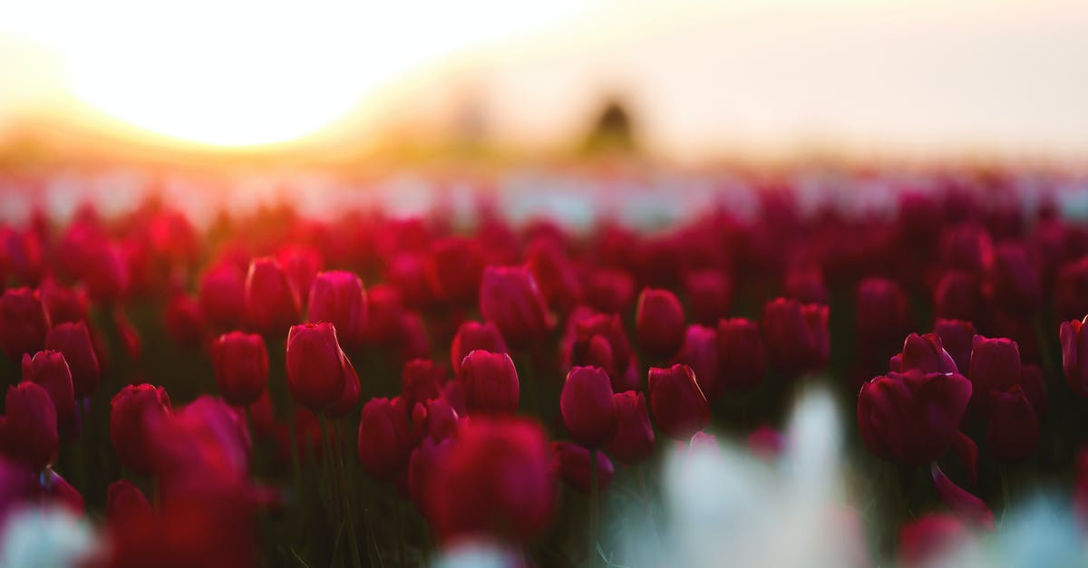 Tulip Garden to visit on End of June Amsterdam - Red Tulip Field