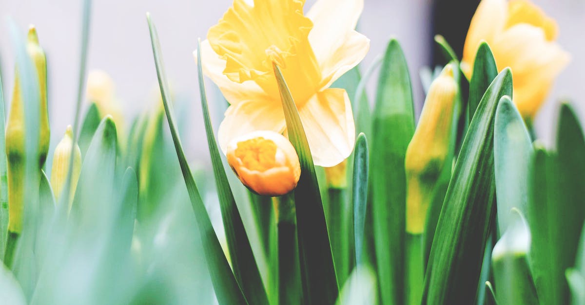 Tulip Garden to visit on End of June Amsterdam - Yellow Flowers