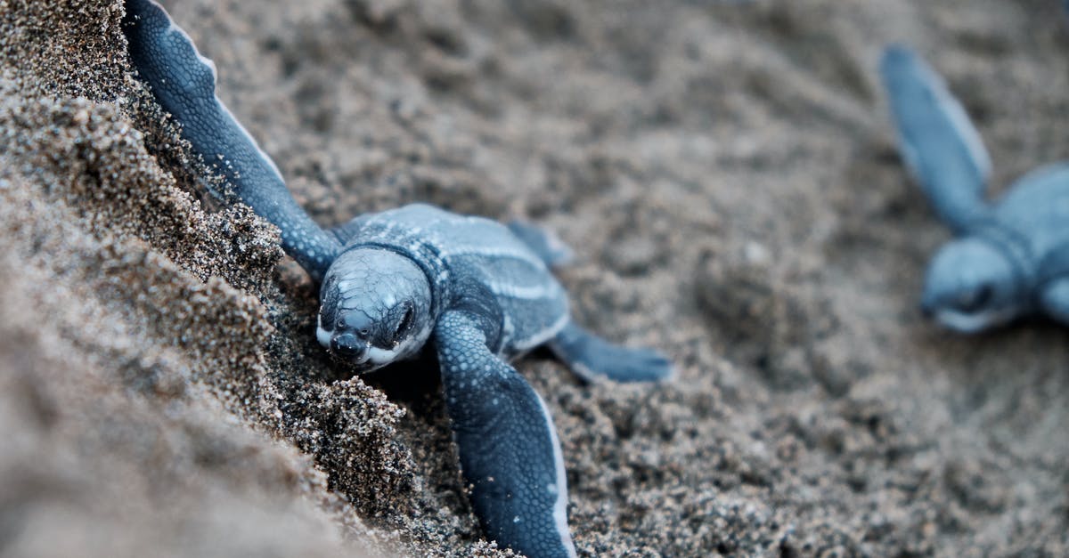 Two months in the Caribbean - With Diving Available - Blue Turtles on Brown Sand