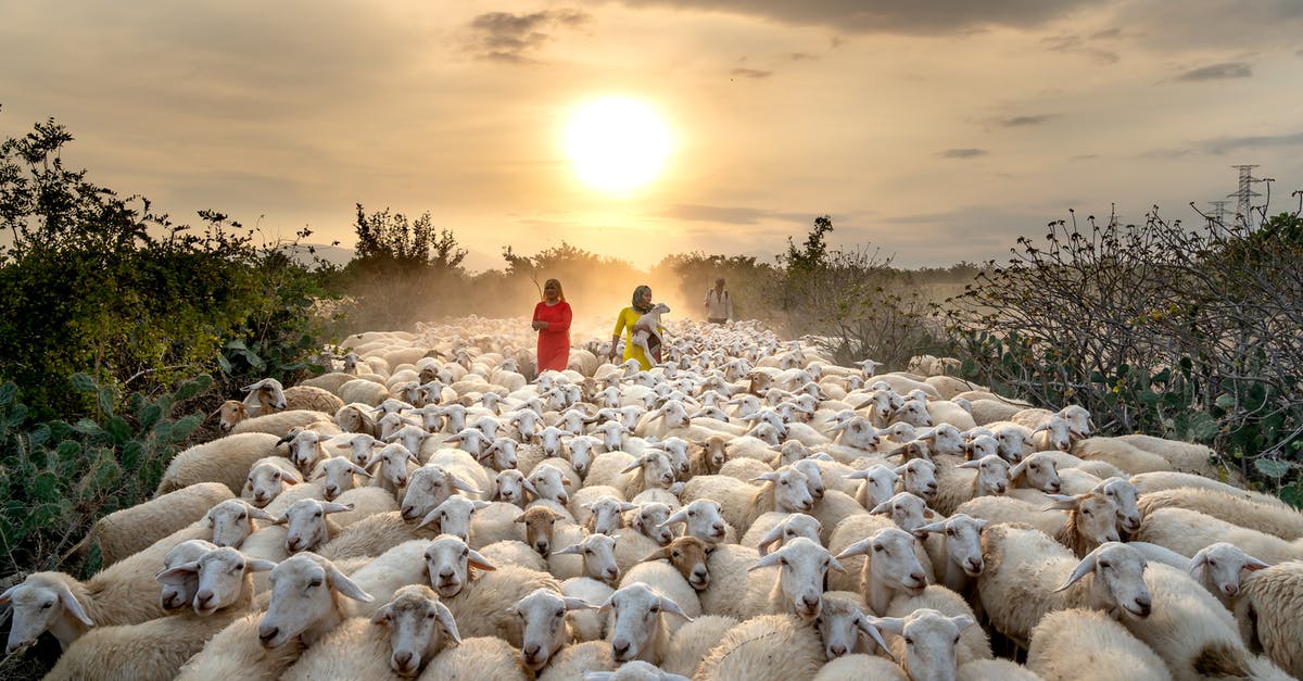 UIAA membership and guides - Women with a Herd of White Sheep