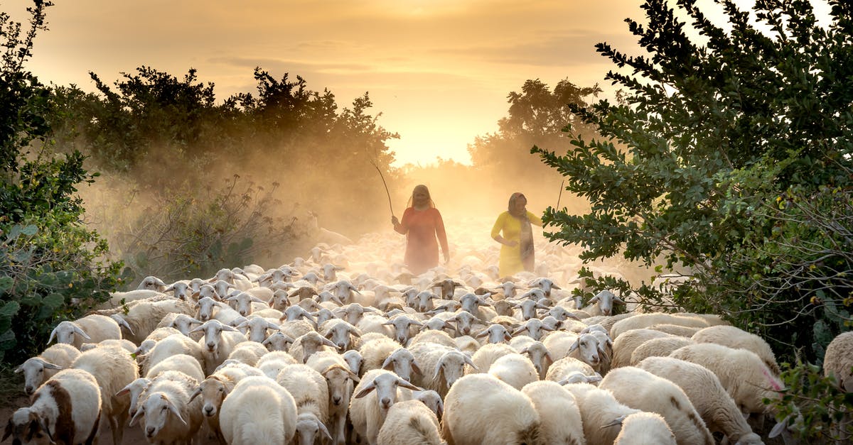 UIAA membership and guides - Herd of Sheep on Green Grass Field during Sunset