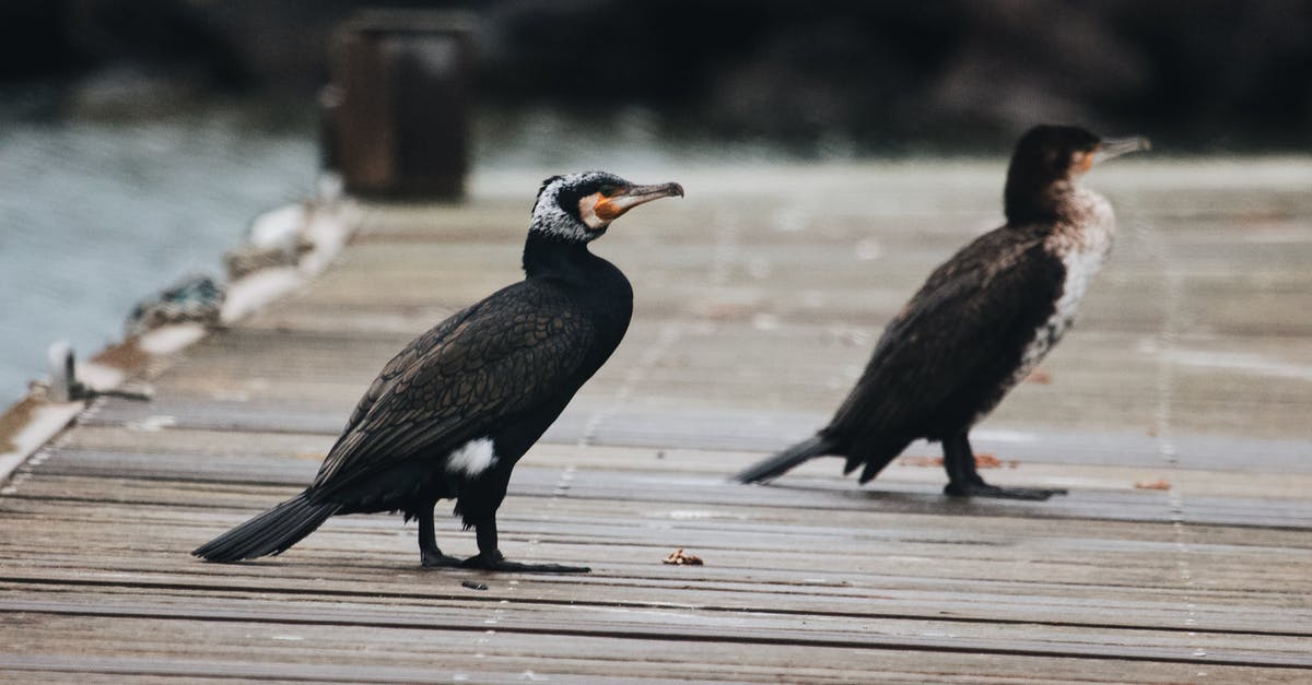 UK and France visa - Great Cormorant on the Wooden Surface