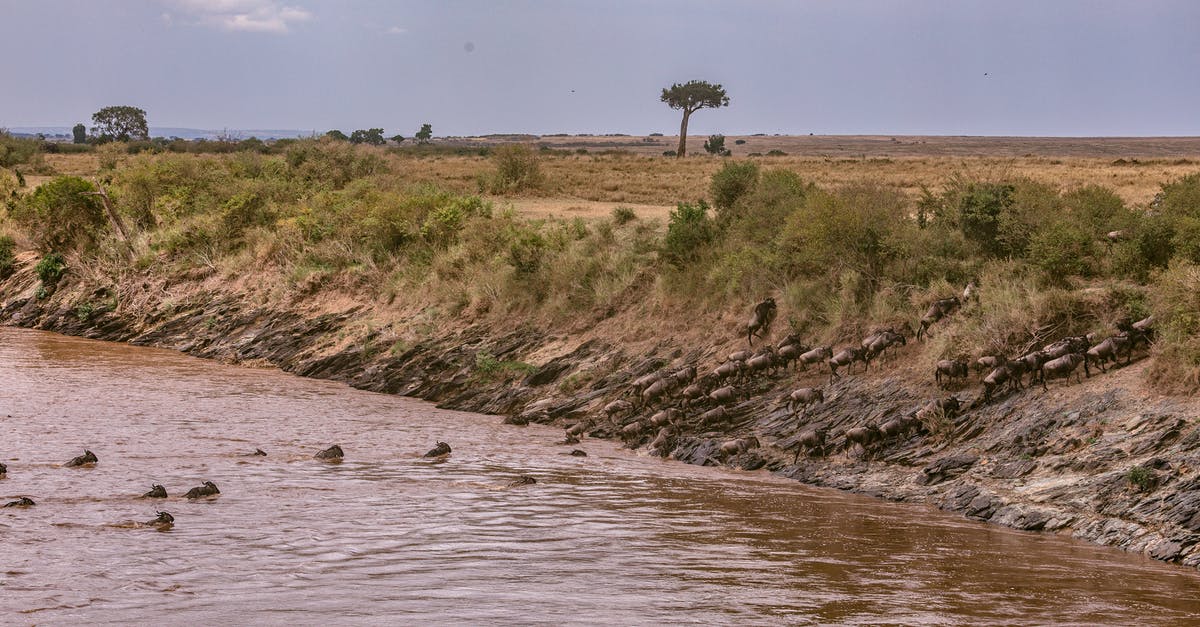 UK Transit Visa - confusion on whether I need it - Confusion of wildebeests crossing deep river during great migration in grassy savanna in Africa