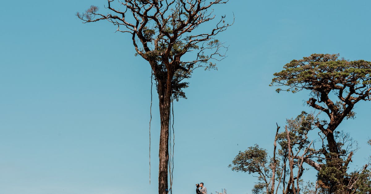 UK visa expiration date - Silhouettes of unrecognizable couple standing on hill near majestic tree with tall trunk on height