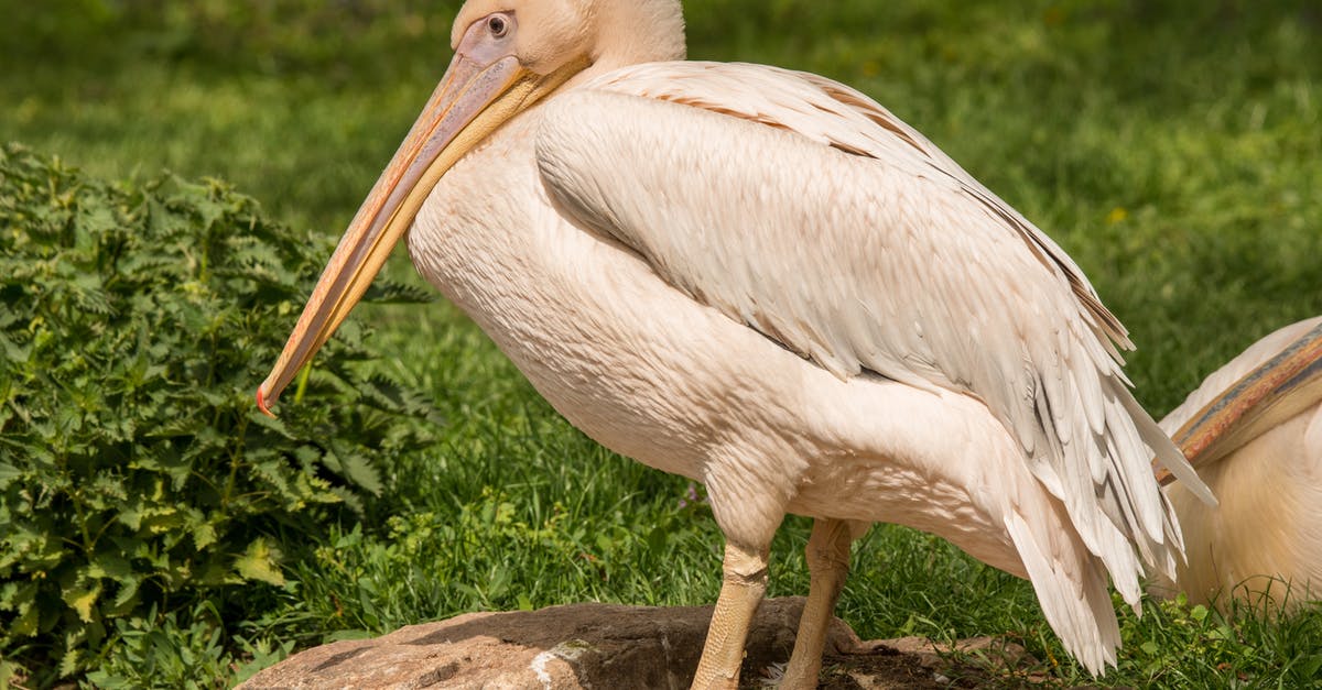 UK Visa Refused, Applied again waiting [duplicate] - Great White Pelican Sitting on a Stone in Wild Nature