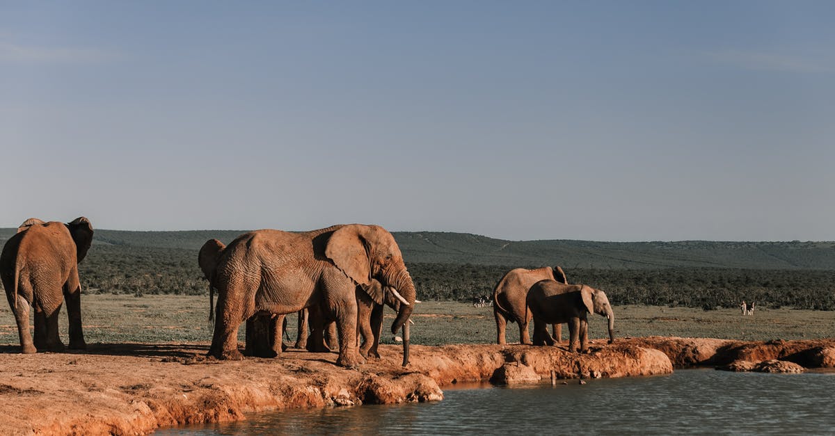 UK visitor visa refused due to previously staying for too long and not having strong ties. How should I reapply? - Herd of elephants with long trunks standing on dry land near rippled pond with ridge behind in summer UK visitor visa refused due to previously staying for too long and not having strong ties. How should I reapply? - Herd of elephants with long trunks standing on dry land near rippled pond with ridge behind in summer