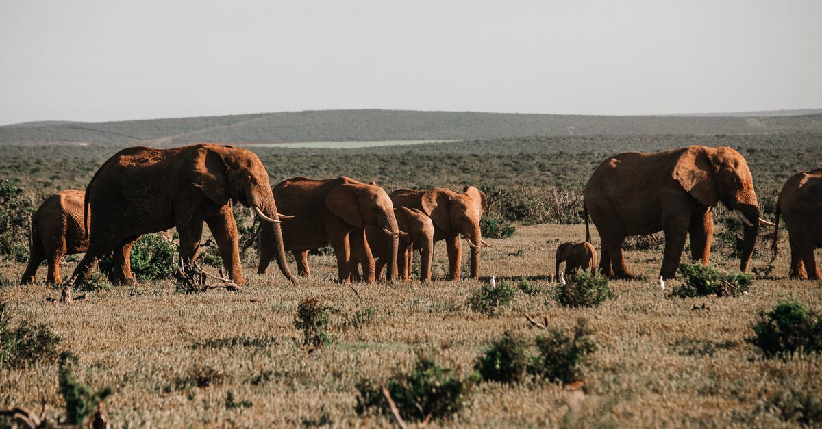 UK visitor visa refused due to previously staying for too long and not having strong ties. How should I reapply? - Herd of big elephants with pointed tusks feeding on grass meadow against mountain in savanna UK visitor visa refused due to previously staying for too long and not having strong ties. How should I reapply? - Herd of big elephants with pointed tusks feeding on grass meadow against mountain in savanna
