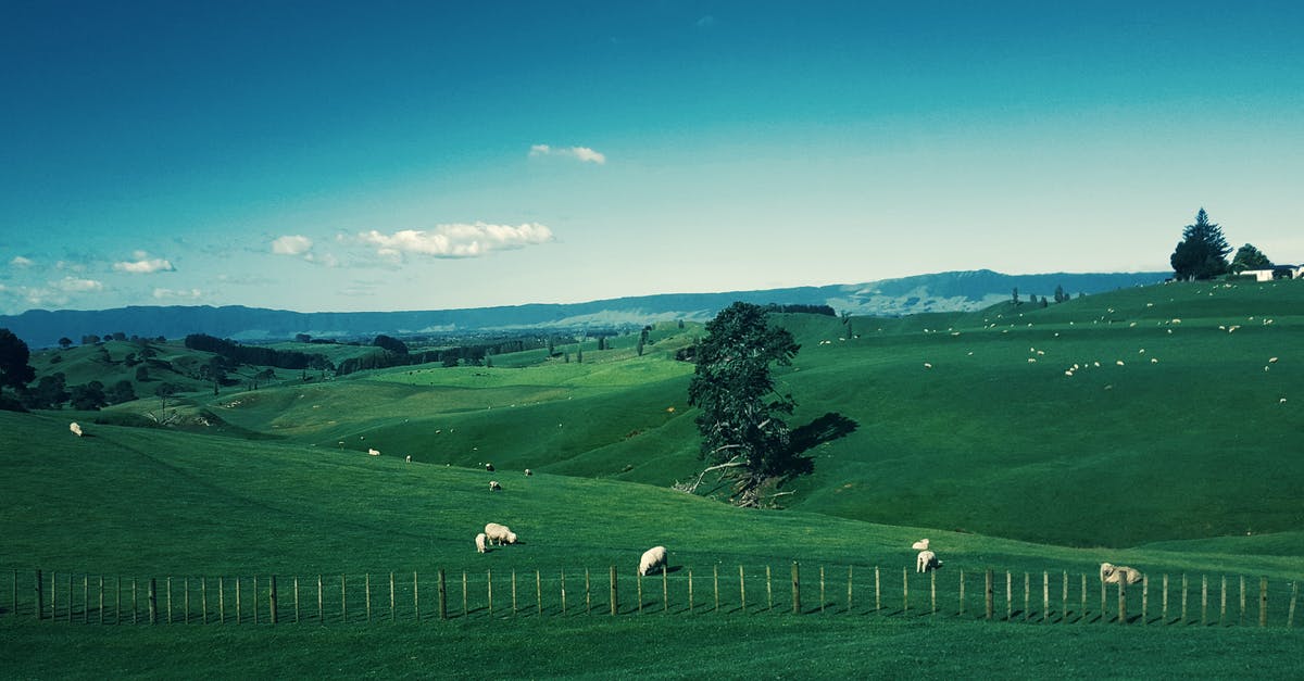 Unable to buy travel insurance for Kosovo in New Zealand - White Furred Animals on Green Grass Field