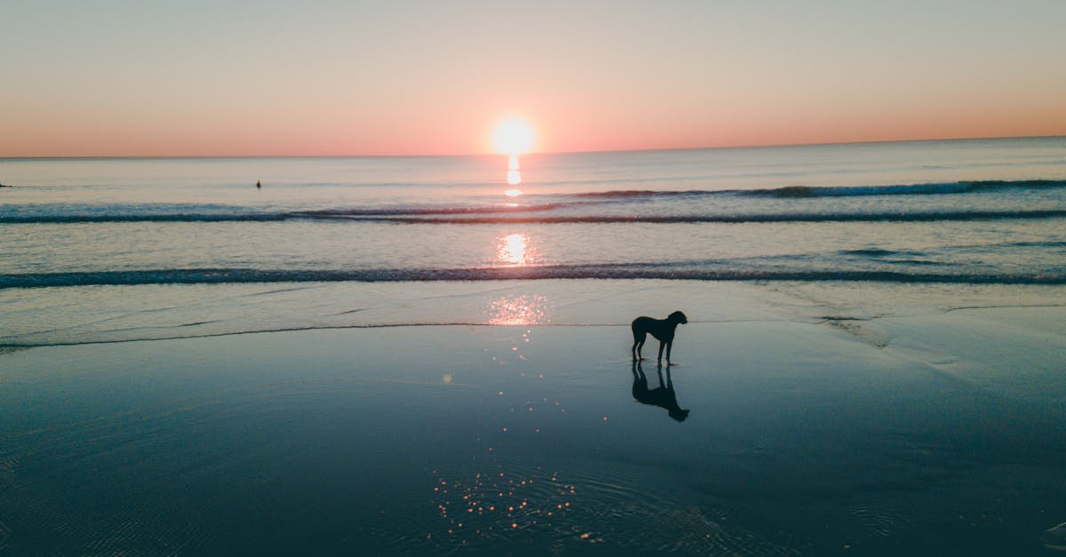 Understanding Portugal addresses - Dog On Seashore