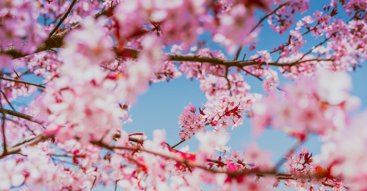 Up-to-date forecast for Korea cherry blossom time - Pink Cherry Blossom