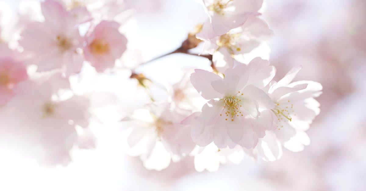 Up-to-date forecast for Korea cherry blossom time - Shallow Focus Photo of White Flowers