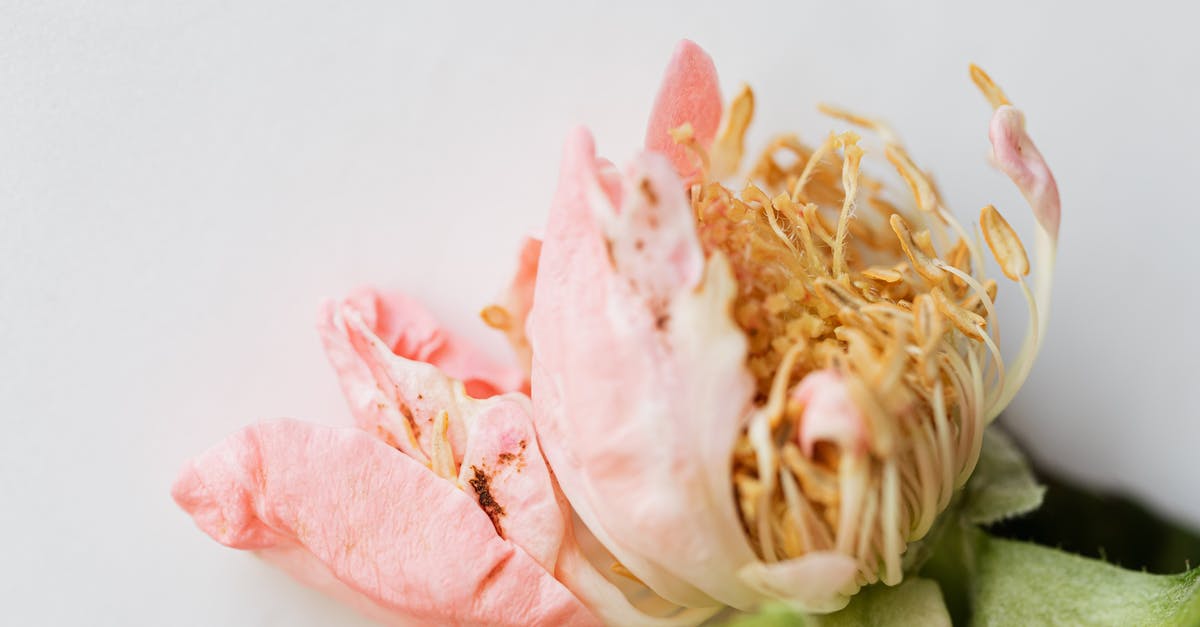 USA Customs duty: multiple small packges vs one large package [closed] - From above closeup of withered pale pink flower buds with tender petals and thin pestles in center near green leaves on white background