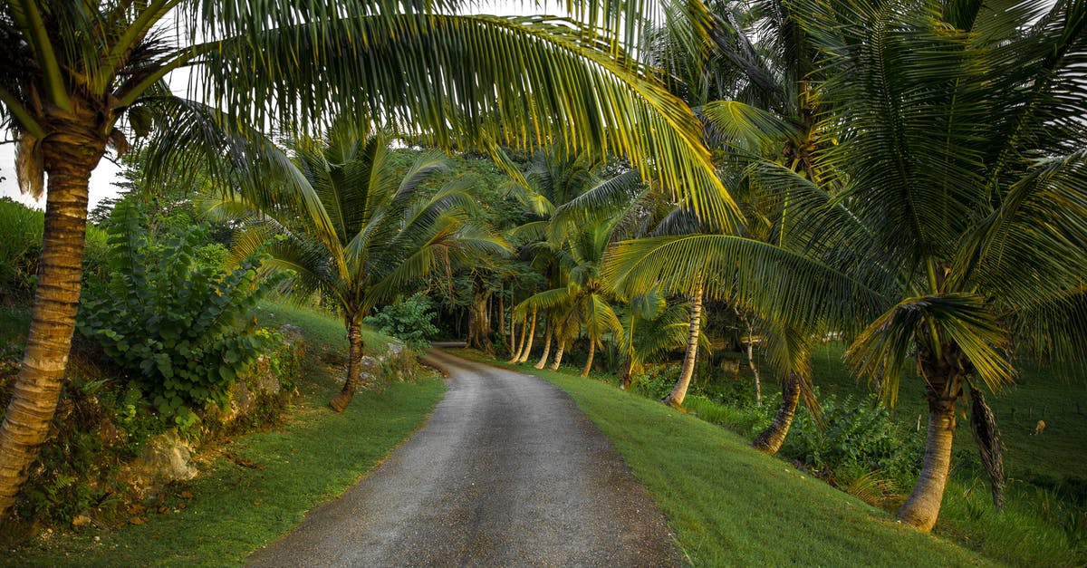 Vacation visa requirements to Jamaica - Unpaved Road Surrounded by Coconut Trees