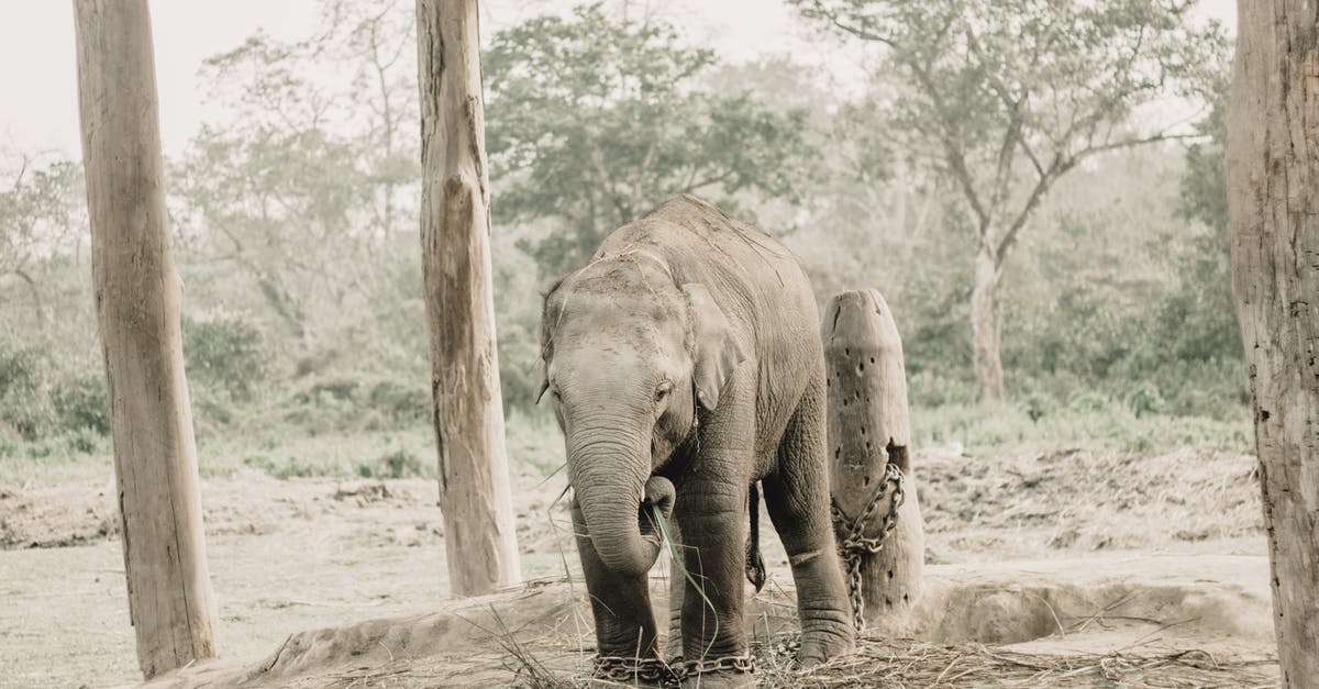 Vaccination for Nepal - Elephant Walking on Dirt Ground