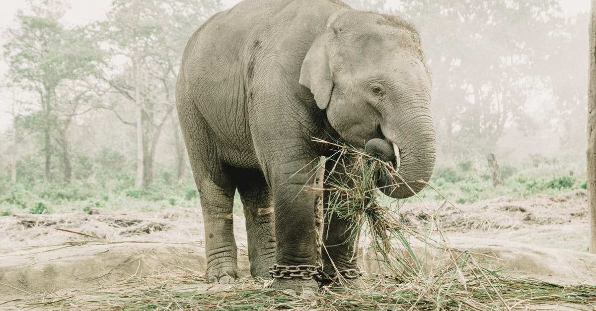 Vaccination for Nepal - Gray Elephant Walking on Brown Sand