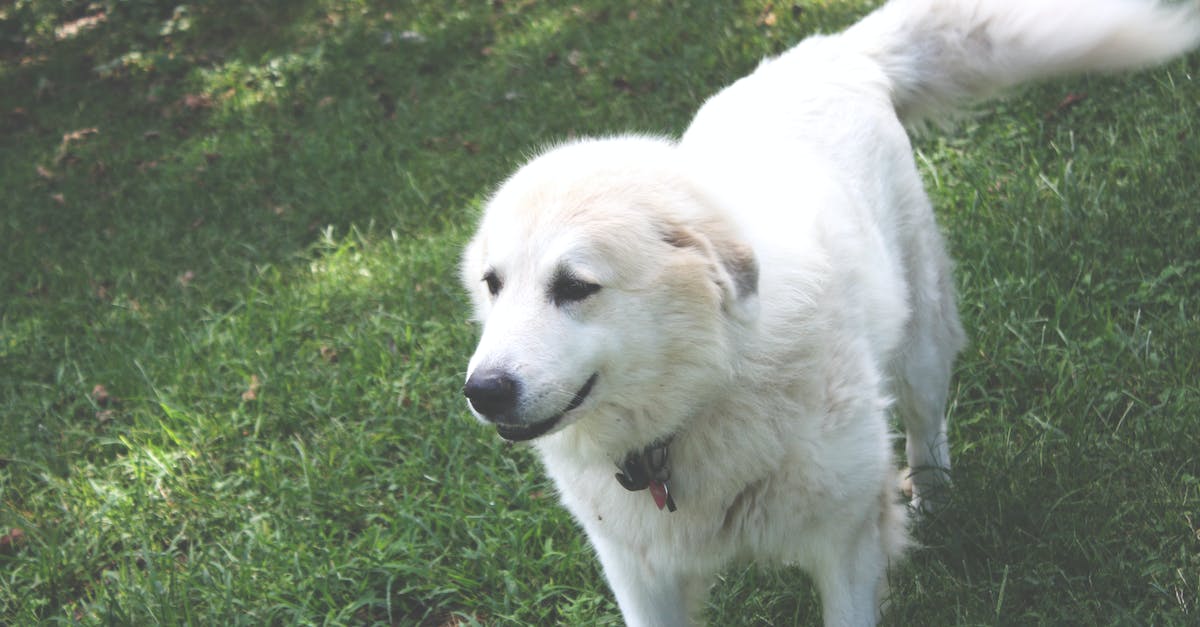 Via ferratas in Pyrenees - White Coated Dog on Top of Green Grass Field