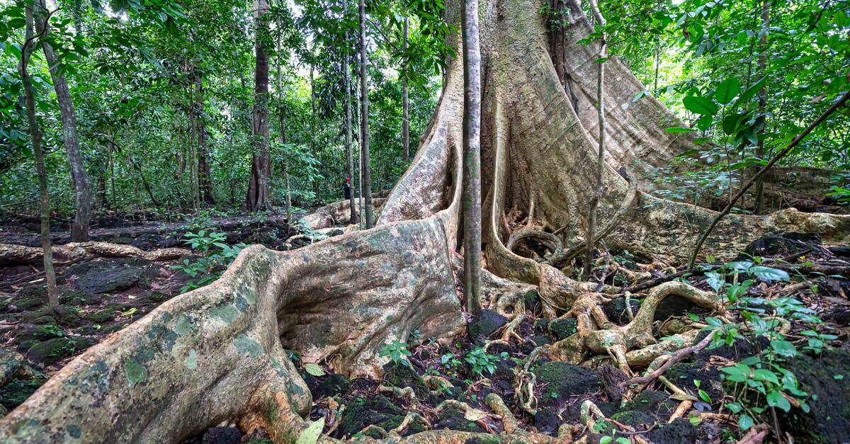 Vietnam visa exemption by land - Tall tree trunk with massive roots on ground with leaves growing in famous national park Cat Tien with deciduous plants