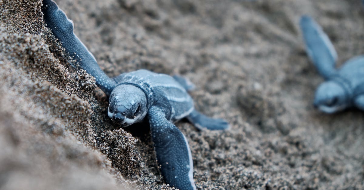 Visa to Puerto Rico - Blue Turtles on Brown Sand