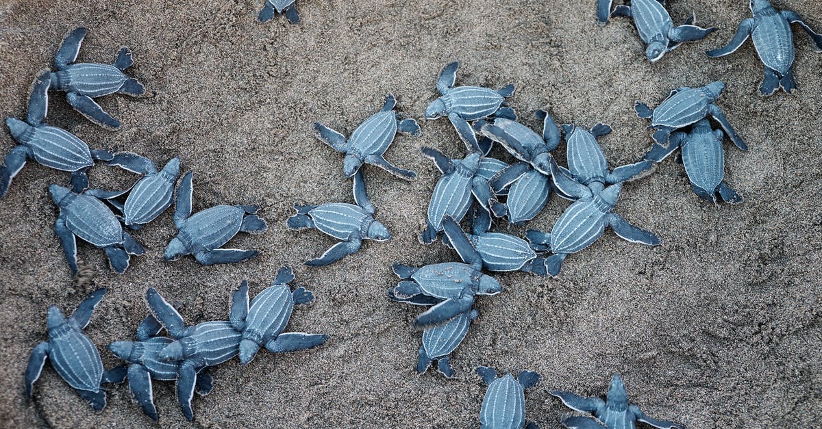 Visa to Puerto Rico - A Group Of Blue Sea Turtles