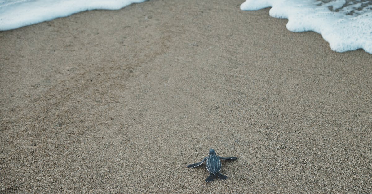 Visa to Puerto Rico - Black and Gray Sea Turtle on Brown Sand