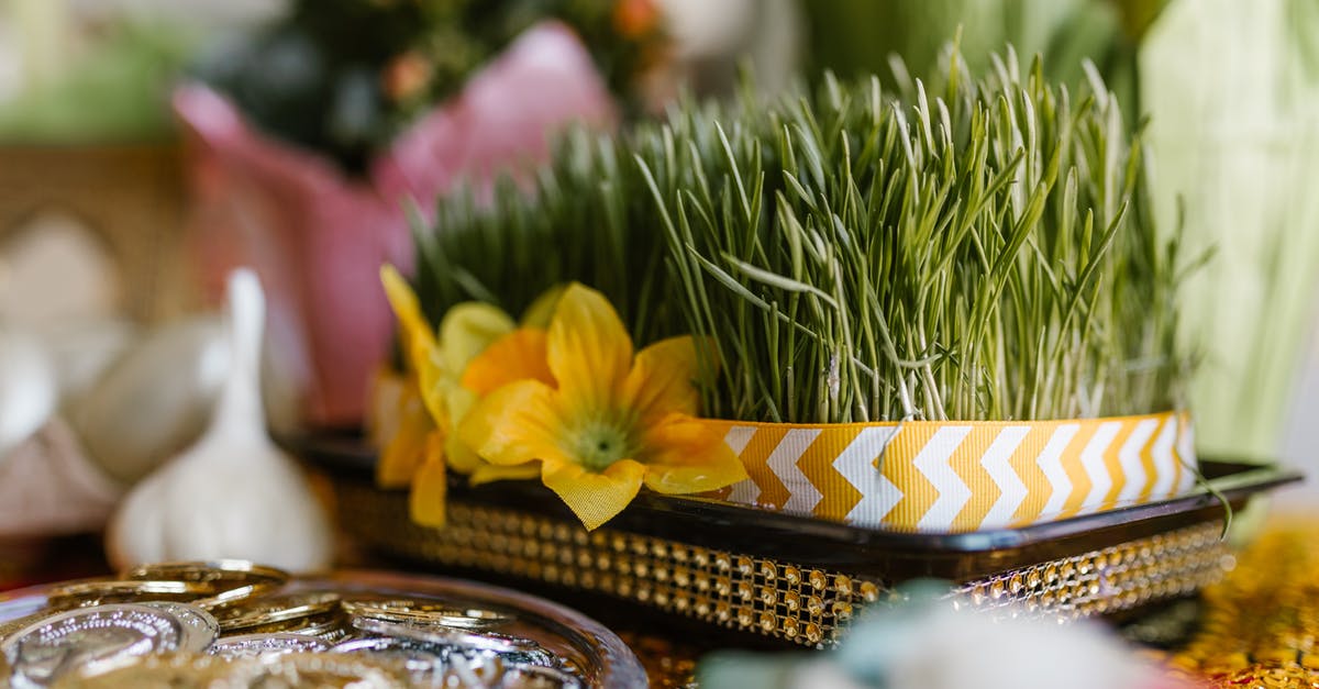 Visiting Azerbaijan during Nowruz / Novruz: what's different? - Wheat Sprouts And Golden Coins On Table