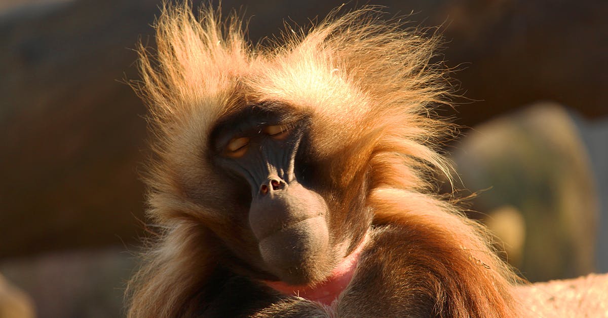 Visiting Badlands National Park in November [closed] - Bleeding heart baboon at bright sunny day