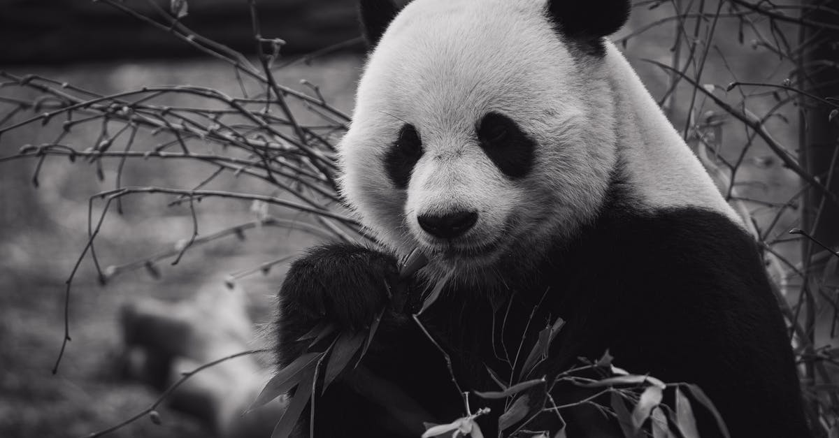 Visiting giant panda sanctuary Chengdu from Guangzhou - Panda bear eating bamboo leaves in zoo