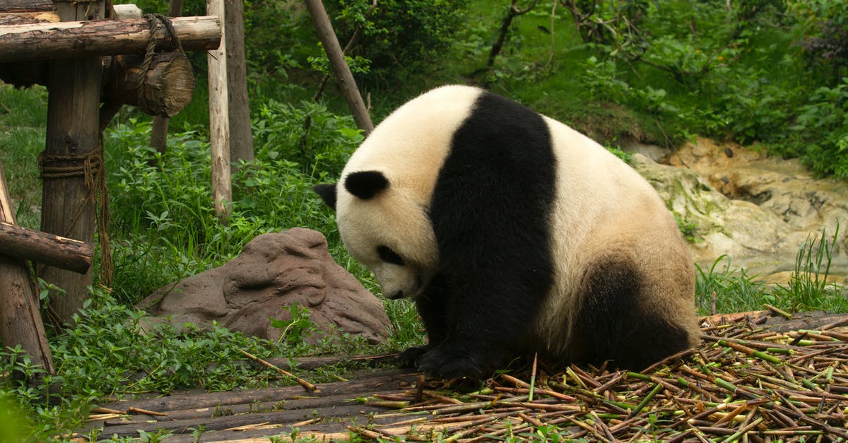 Visiting giant panda sanctuary Chengdu from Guangzhou - Panda Getting a Fresh Bamboo Sticks