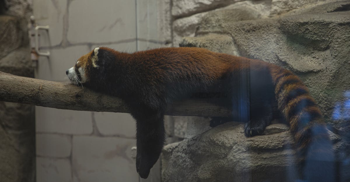 Visiting giant panda sanctuary Chengdu from Guangzhou - Funny red panda resting on wooden trunk