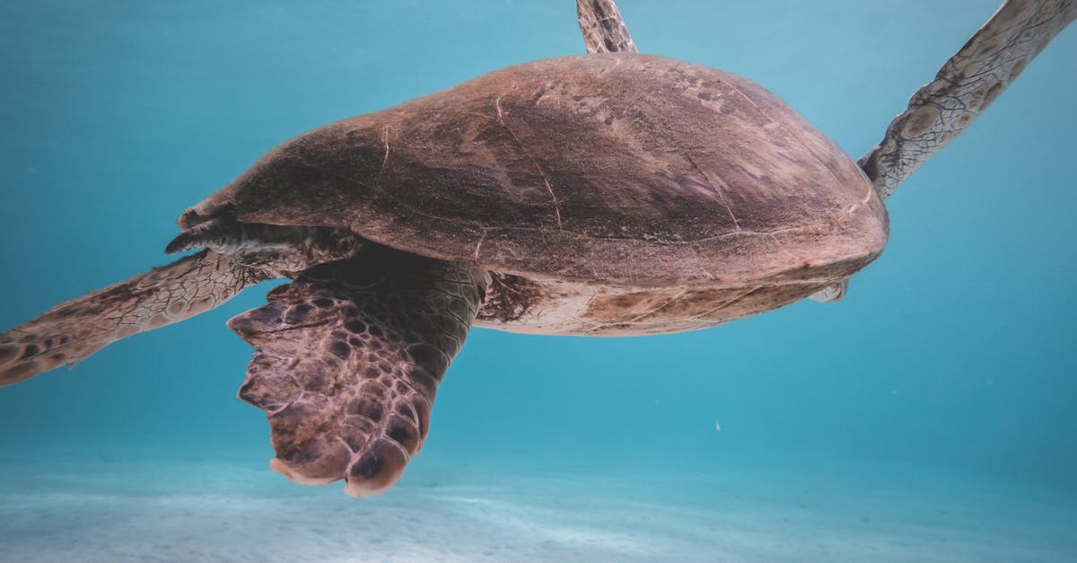 Visiting Jeju island on single entry visa to South Korea - Turtle floating in blue sea