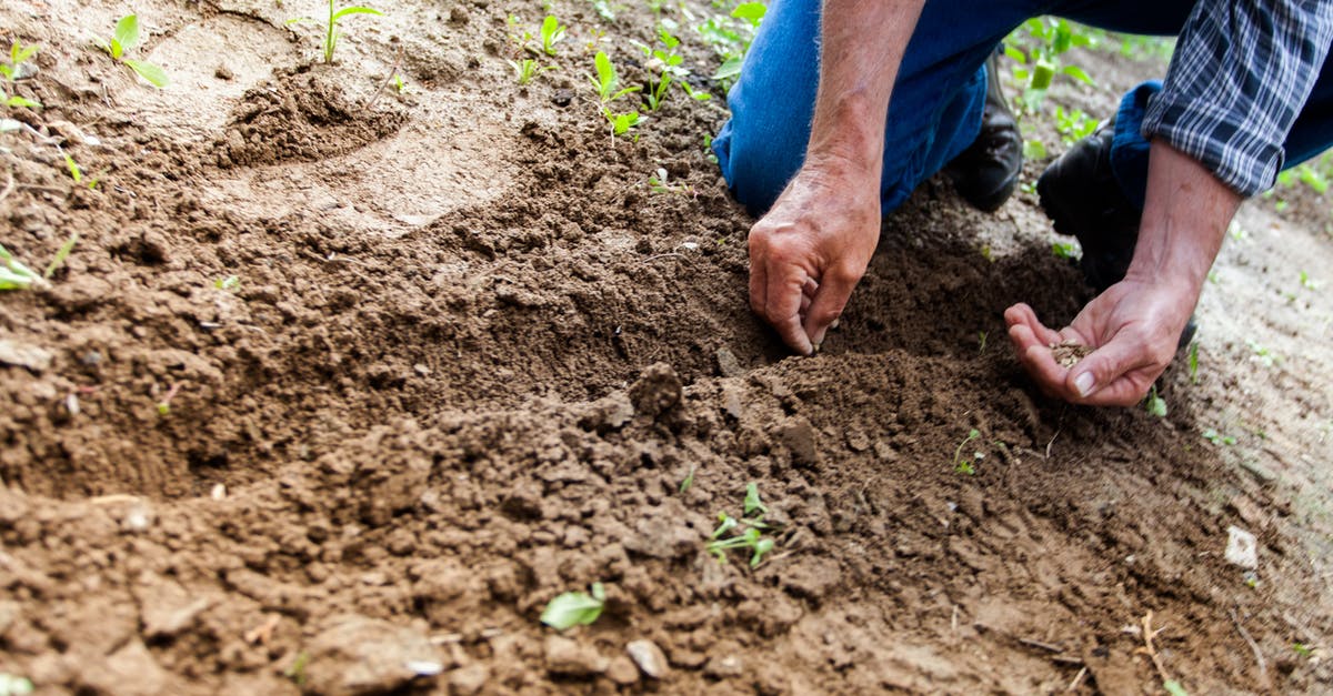 Volunteering for an archaeological dig - Man Planting Plant