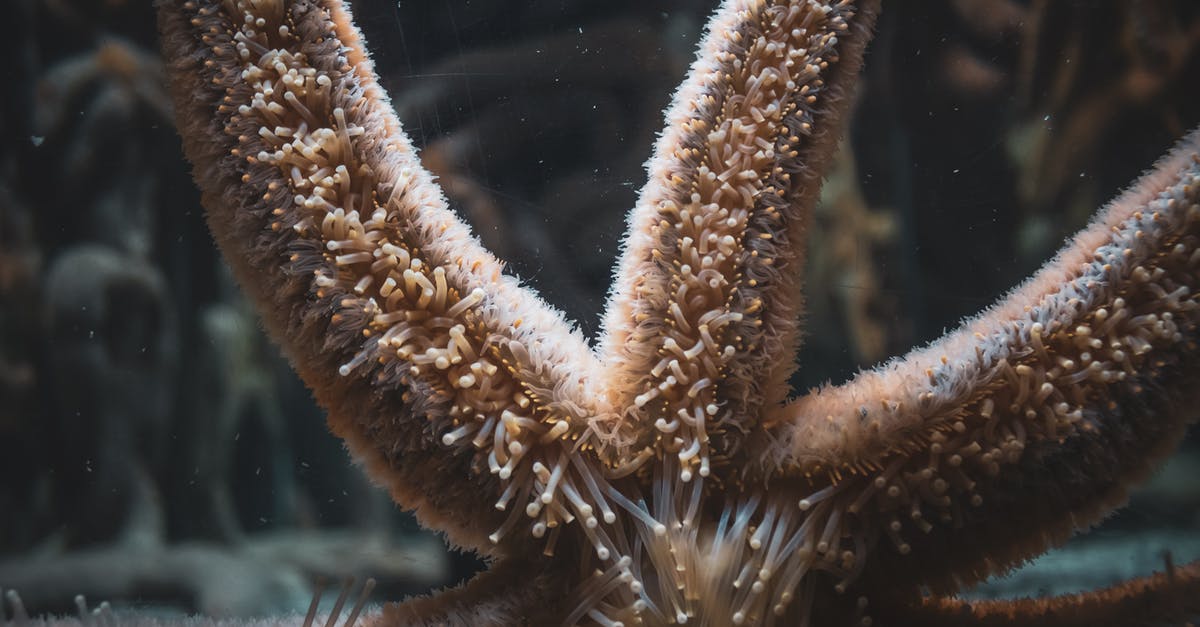 Vomitorium: Only common in the German-speaking world? - Starfish with soft papulas on arms