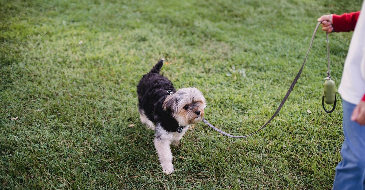 Walk to Sakuranoyama Park from Narita Airport - Crop anonymous teenage boy in casual wear walking with obedient Yorkshire Terrier on leash in grassy park