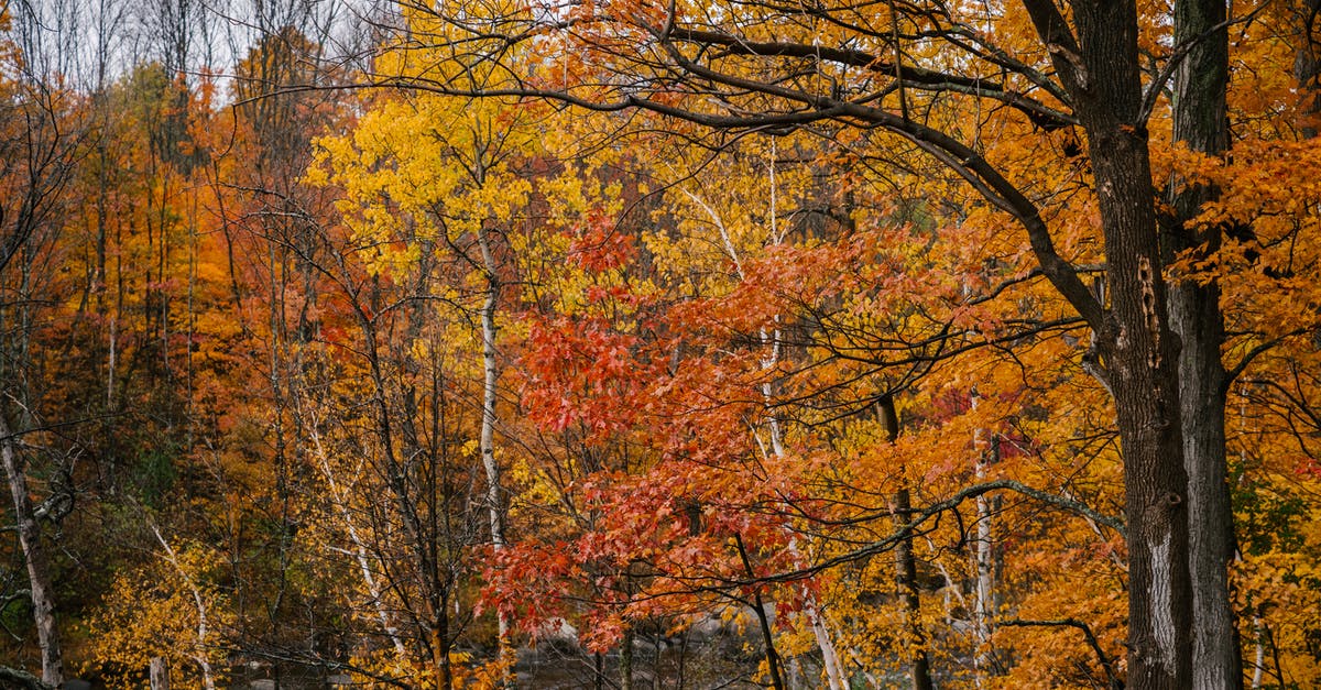 Weather in Belgium at the end of October - Tall trees with bright multicolored foliage