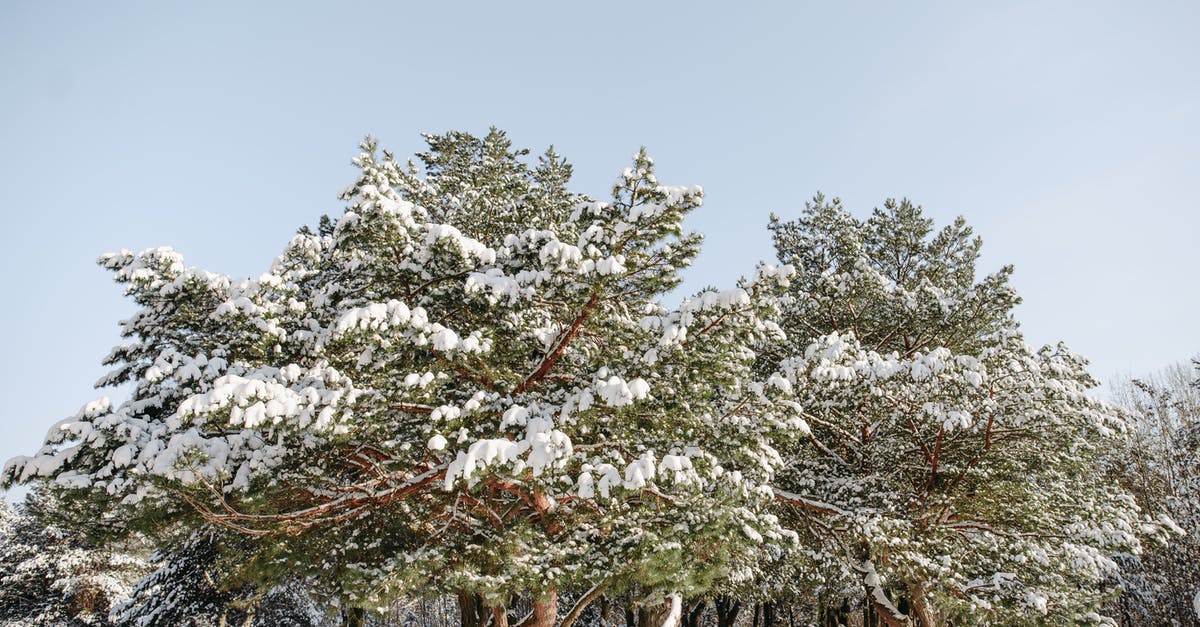 Weather recommendations for Amsterdam - White Cherry Blossom Tree on White Snow Field