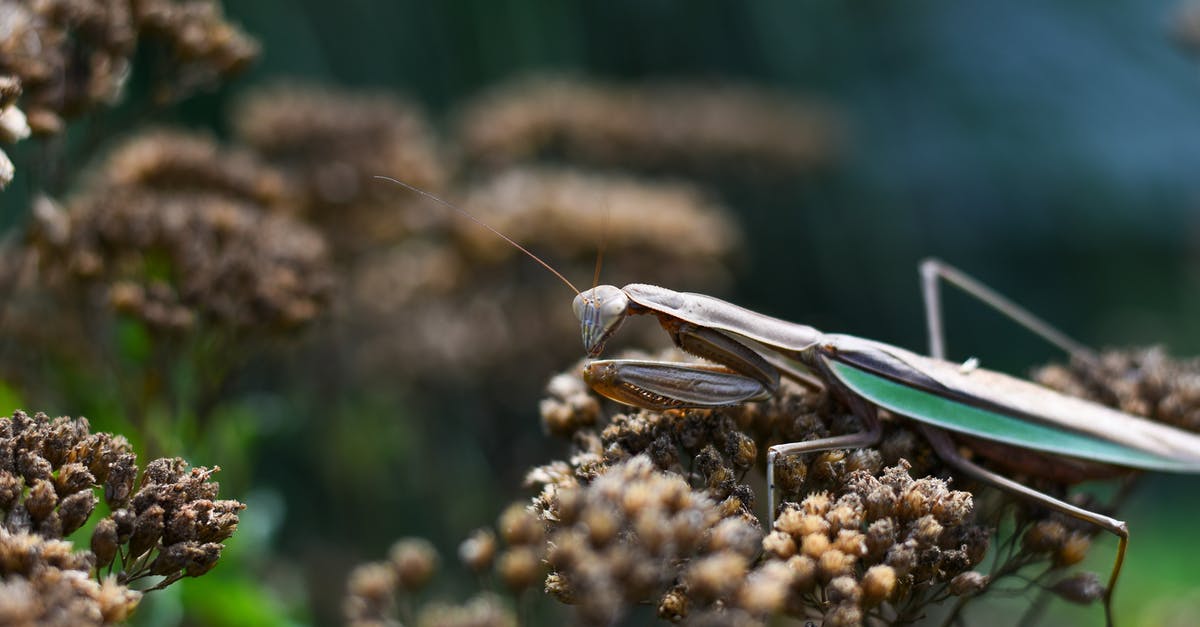 Weather to expect first half of September, British Columbia,Canada - Mantis exploring dry plants on summer day