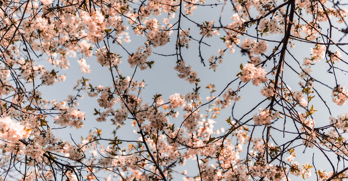 Website to identify low season for hotels - White Cherry Blossom Tree Under Blue Sky