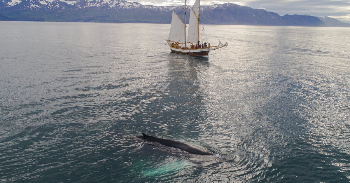 Whaling tours or vacation packages in the West? - Dark humpback whale with long white fins swimming near modern boat with hoisted sails