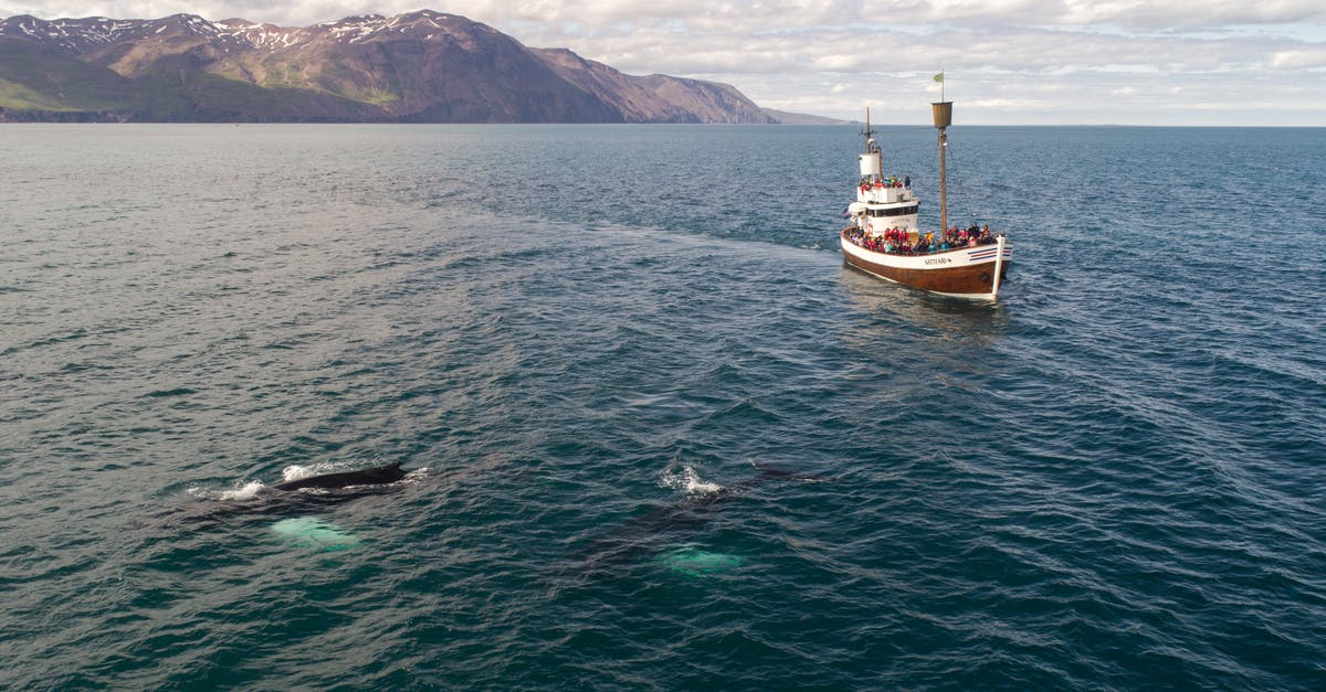 Whaling tours or vacation packages in the West? - Tourist boat and whale in sea not far from shore