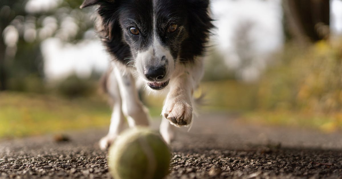 What's the best survival strategy for Running With the Bulls? - Tilt Shot Photo of Dog Chasing the Ball 