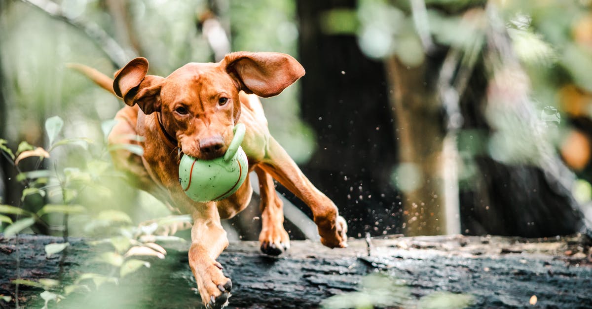 What's the best survival strategy for Running With the Bulls? - Dog with Ball in Mouth Jumping Over a Fallen Tree Trunk