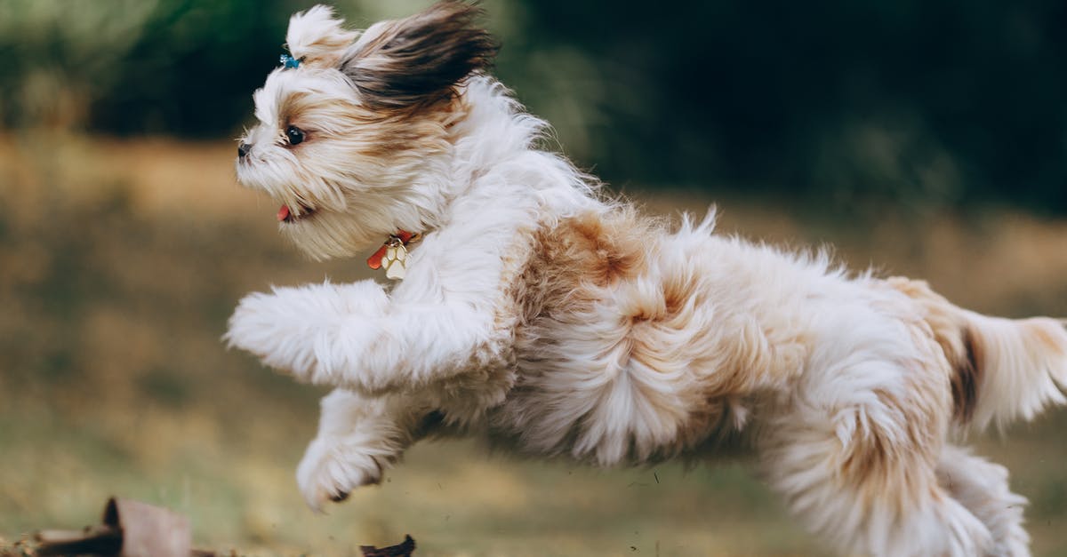 What's the best survival strategy for Running With the Bulls? - Panning Shot of a Running Shih Tzu