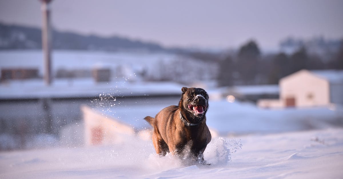 What's the best way to take a cold shower? - Belgian Malinois Running on Snow