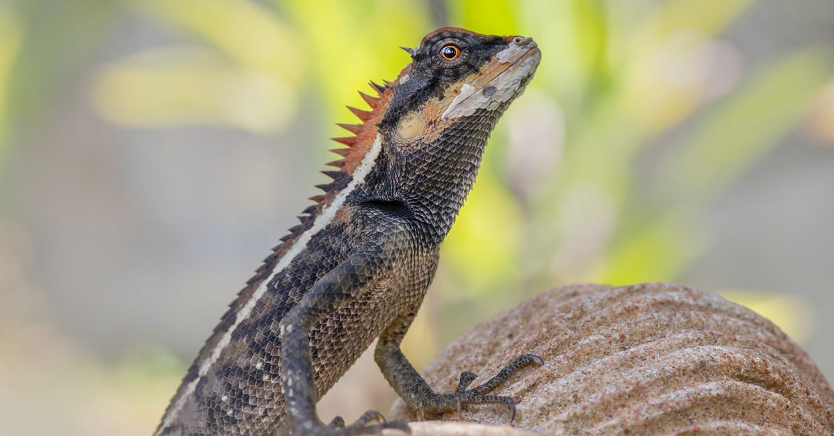 What's the differences between miles programs [closed] - Brown and Black Bearded Dragon on Gray Rock