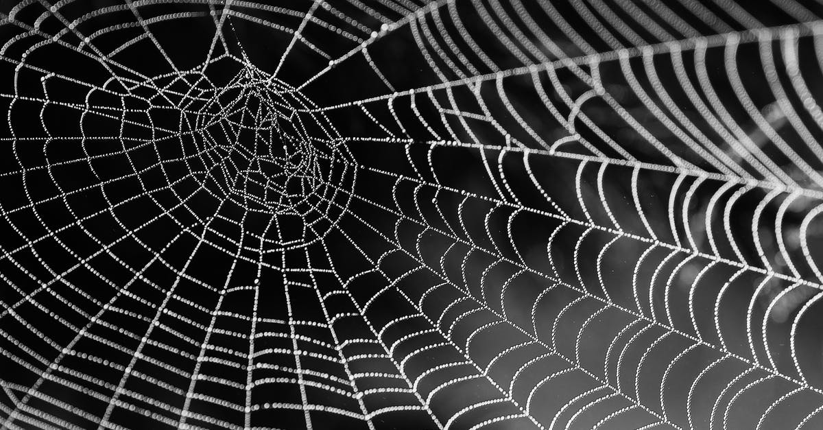 What's the spider situation in El Salvador? - Spider Web