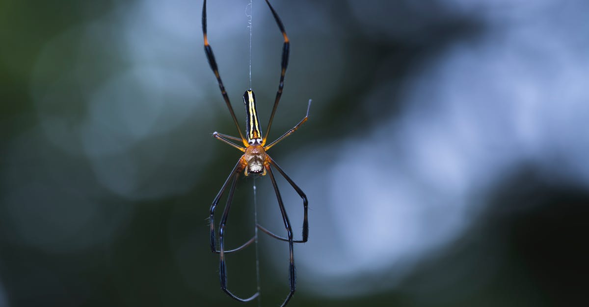 What's the spider situation in El Salvador? - Close-up Photography Of Spider