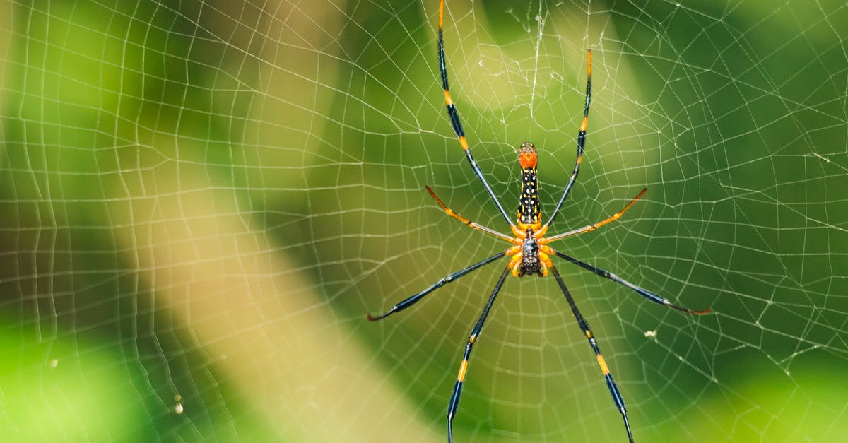 What's the spider situation in El Salvador? - Yellow Spider