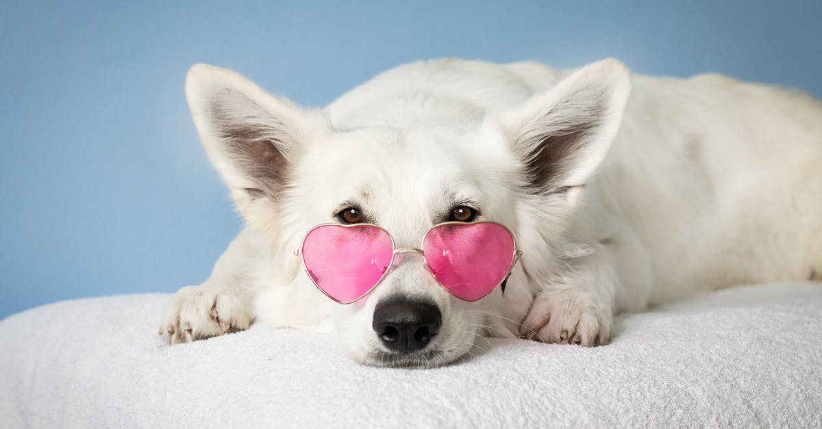 What's Trenitalia's best class? - Medium Short-coated White Dog on White Textile