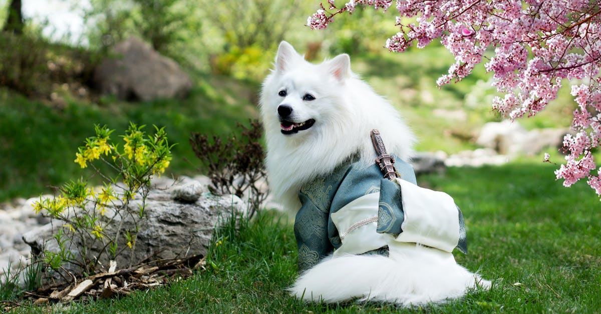 What's Trenitalia's best class? - Samoyed Wearing Kimono Costume on Park 